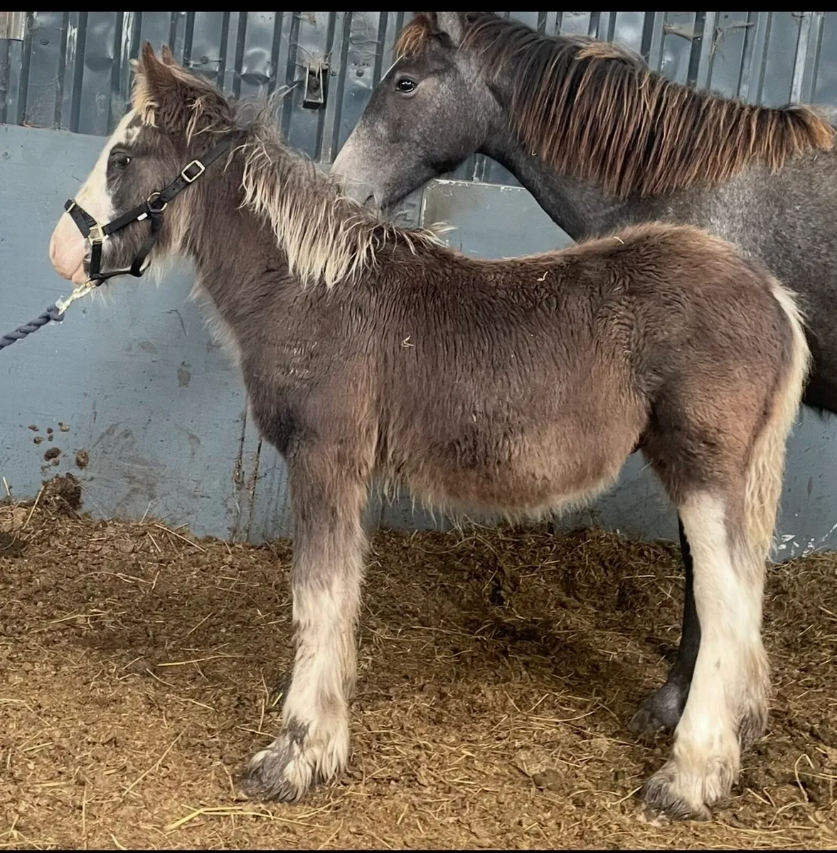 Selection of foals - Image 4