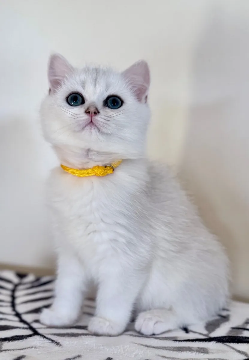 Pedigree British Shorthair & Longhair Kittens - Image 1