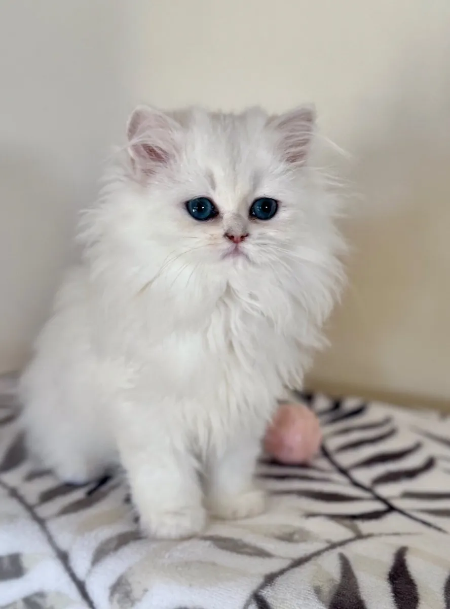 Pedigree British Shorthair & Longhair Kittens - Image 1