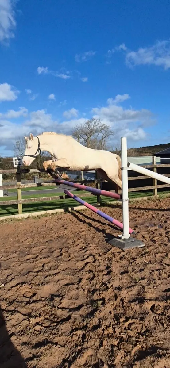 Super sweet Full connemara - Image 1