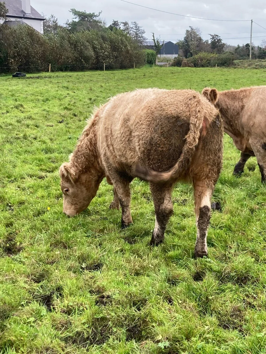 Breeding Heifers for Balla Mart 1st Nov - Image 2