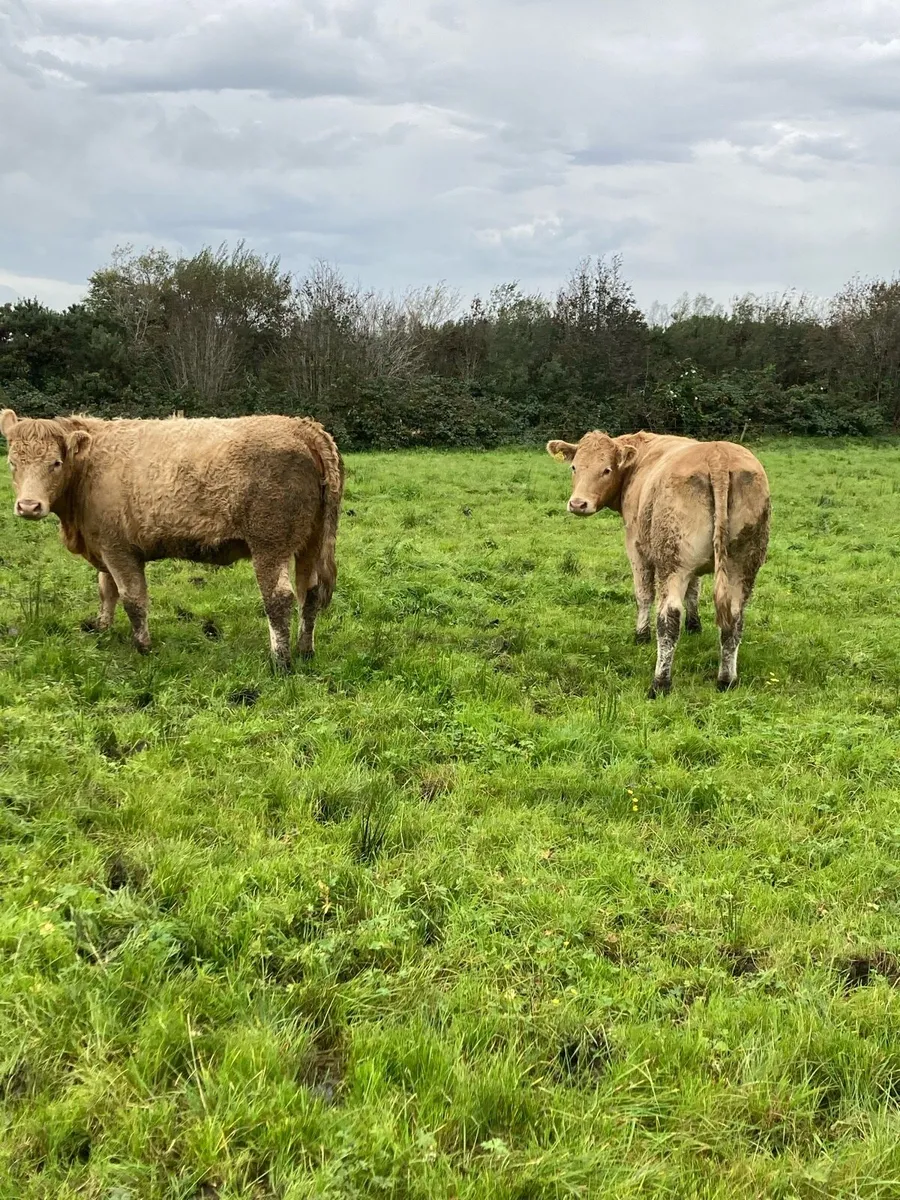 Breeding Heifers for Balla Mart 1st Nov - Image 3