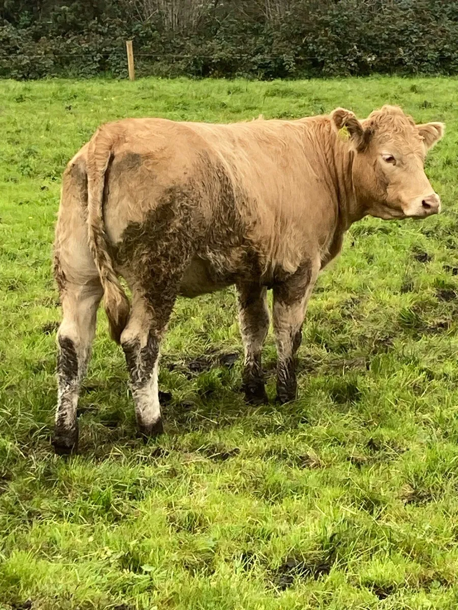 Breeding Heifers for Balla Mart 1st Nov - Image 4