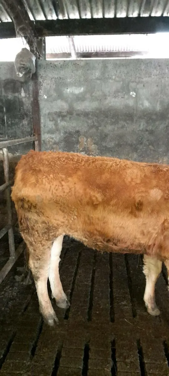 Beef Cattle - Image 1