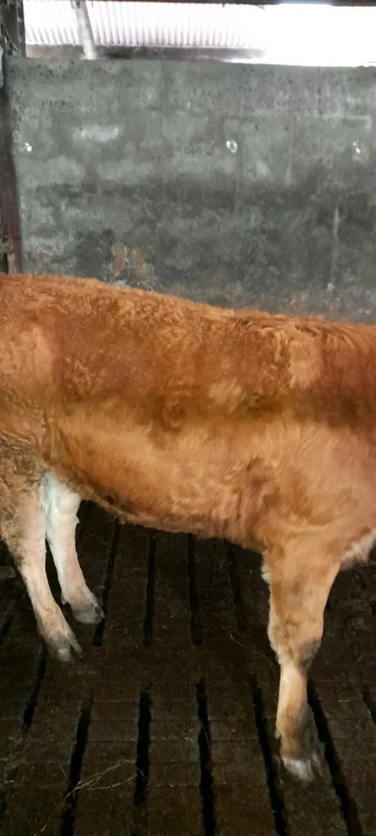 Beef Cattle - Image 2