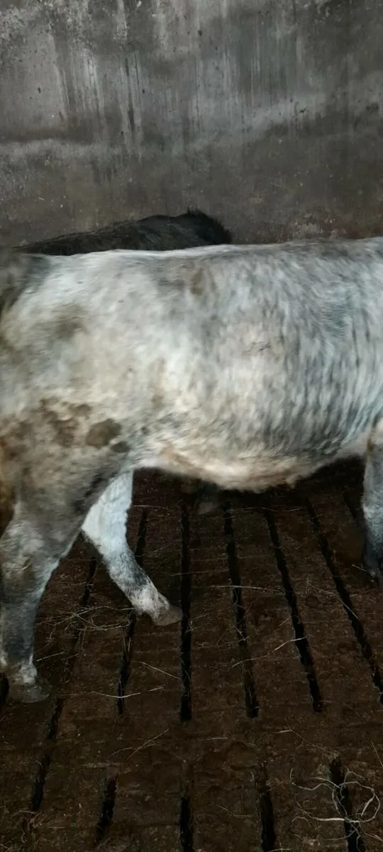 Beef Cattle - Image 3