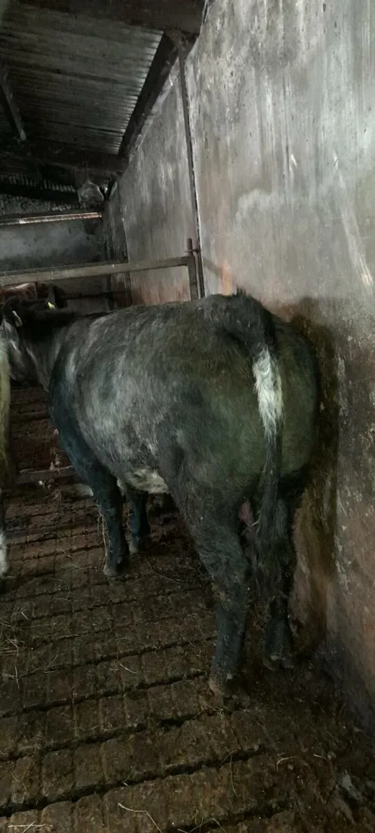 Beef Cattle - Image 4