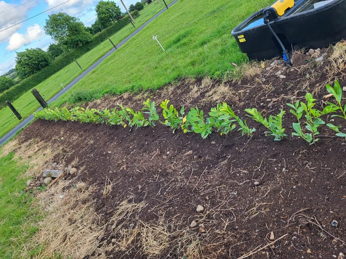 Laurel Hedging - Image 2