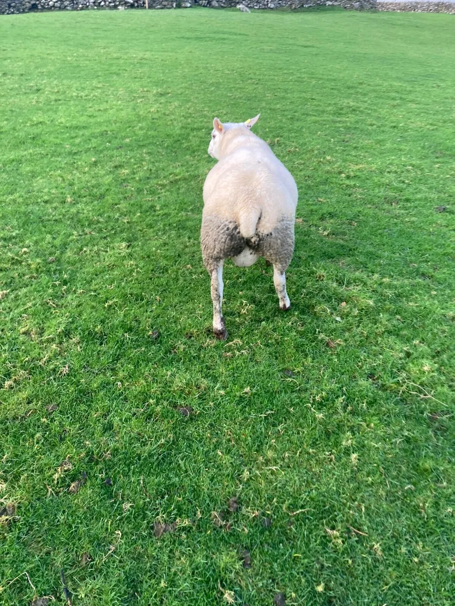 Texel ram Hogget - Image 2