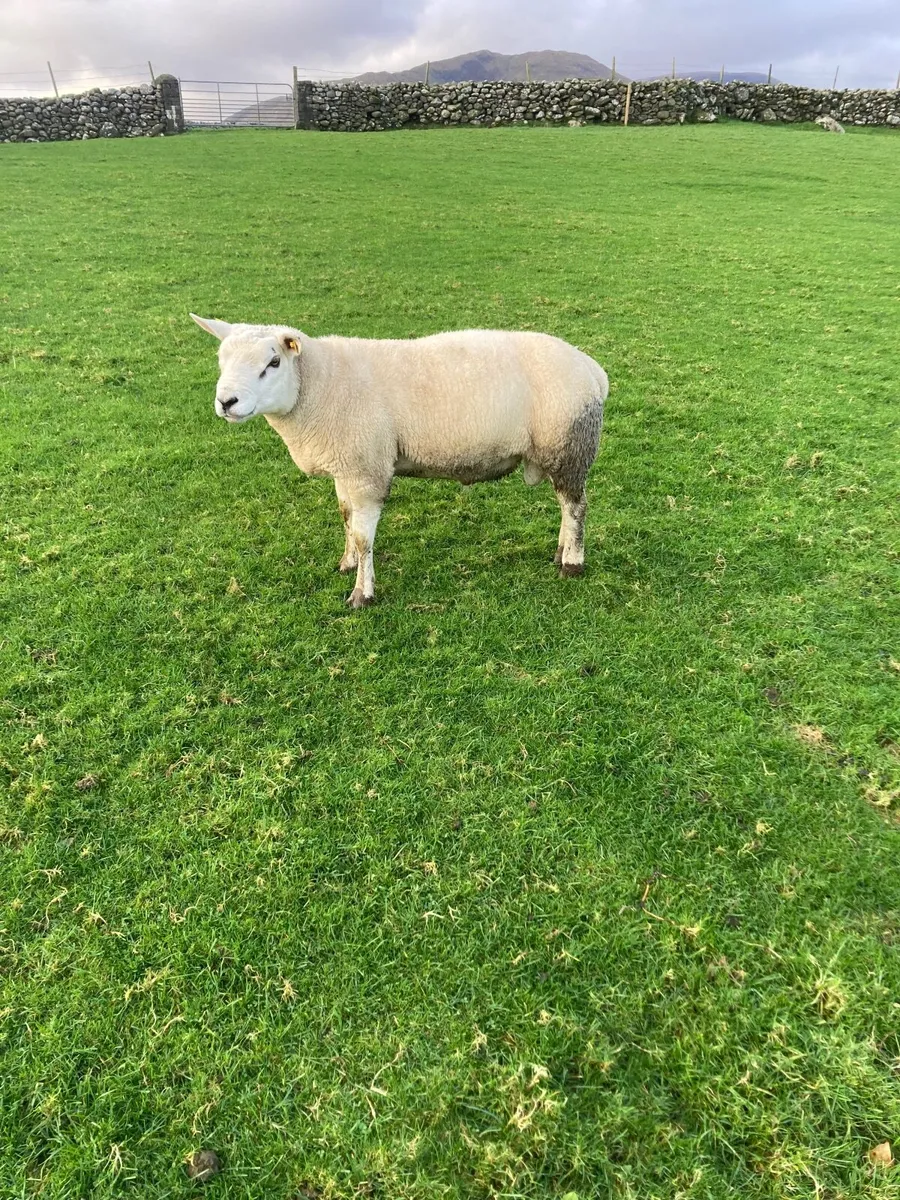 Texel ram Hogget - Image 1