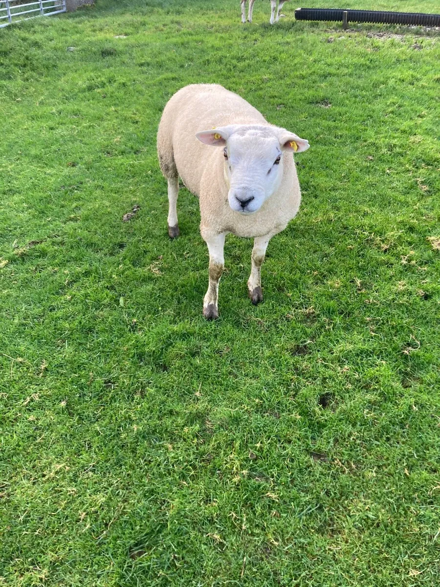 Texel ram Hogget - Image 3