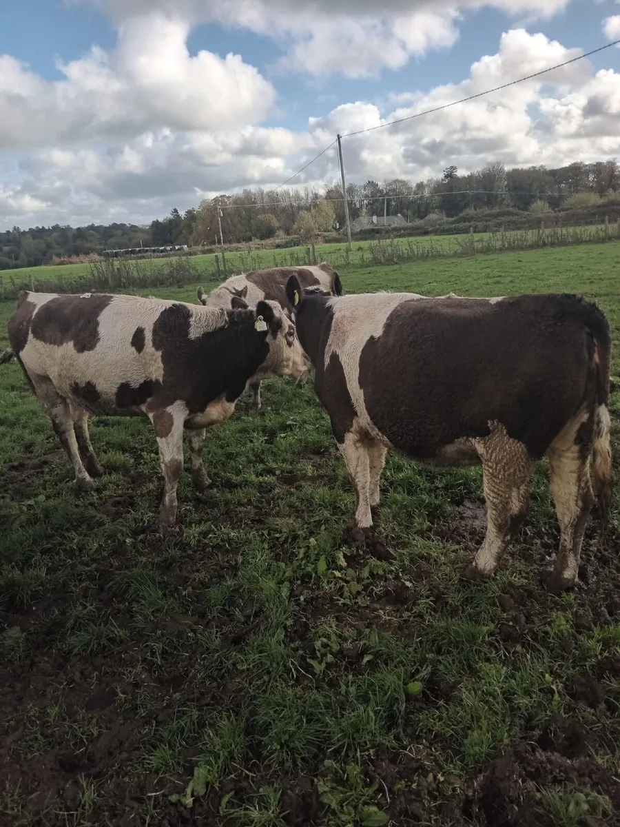 6 Simmental bulling heifers 450kgs - Image 3