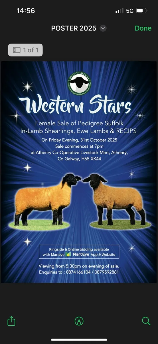 Suffolk inlamb females - Image 1