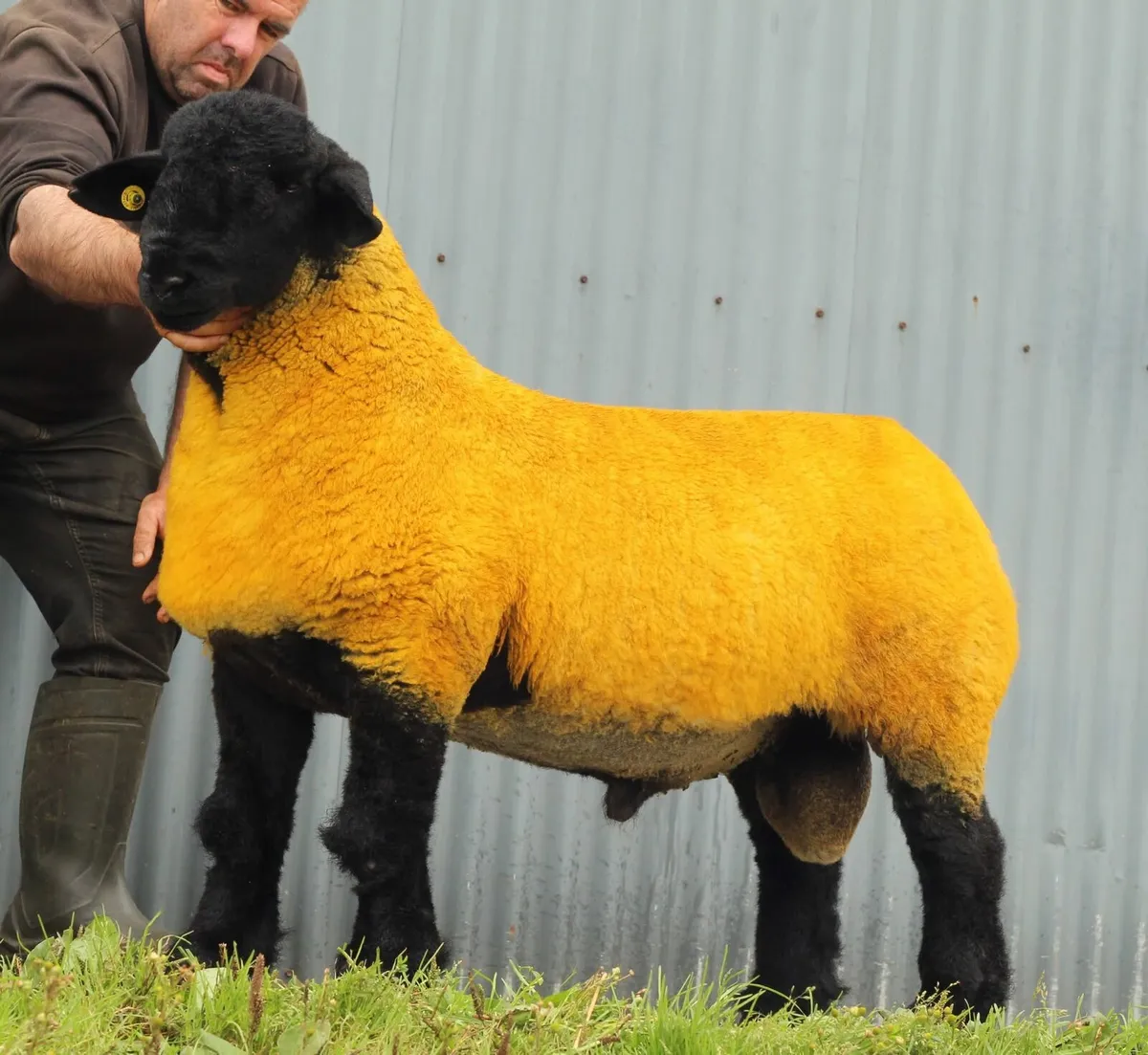 Suffolk inlamb females - Image 3