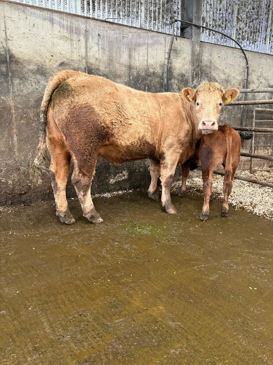 Two calved heifers - Ennis mart 21st of October - Image 1