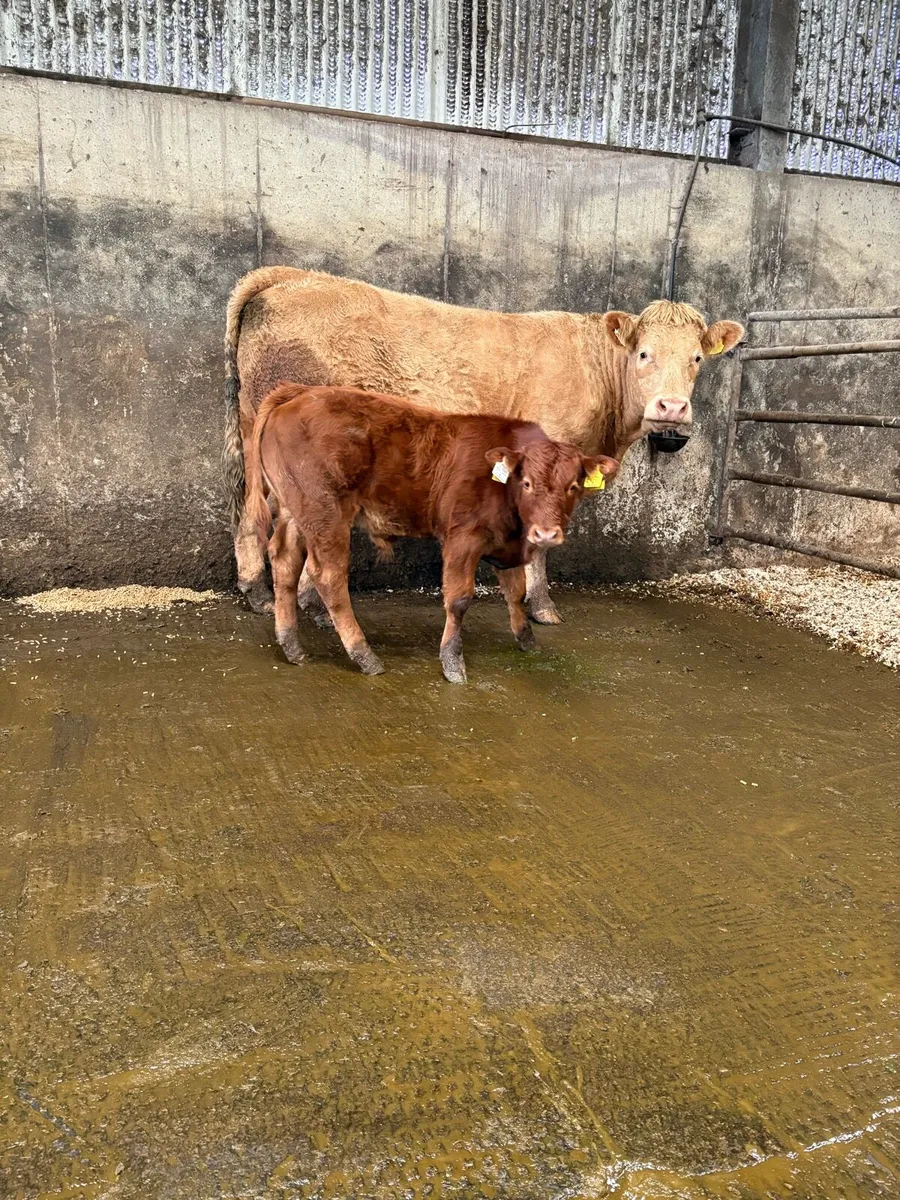 Two calved heifers - Ennis mart 21st of October - Image 2