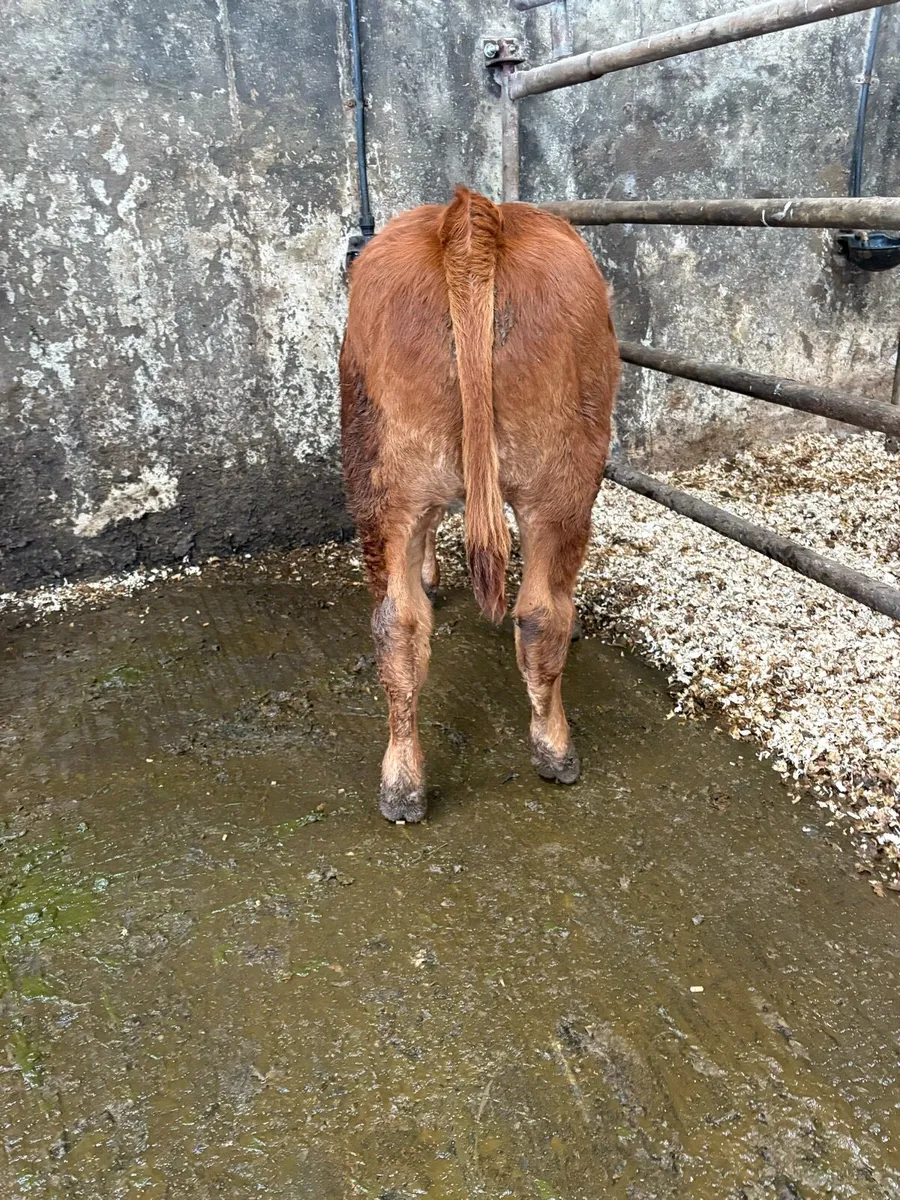 Two calved heifers - Ennis mart 21st of October - Image 4