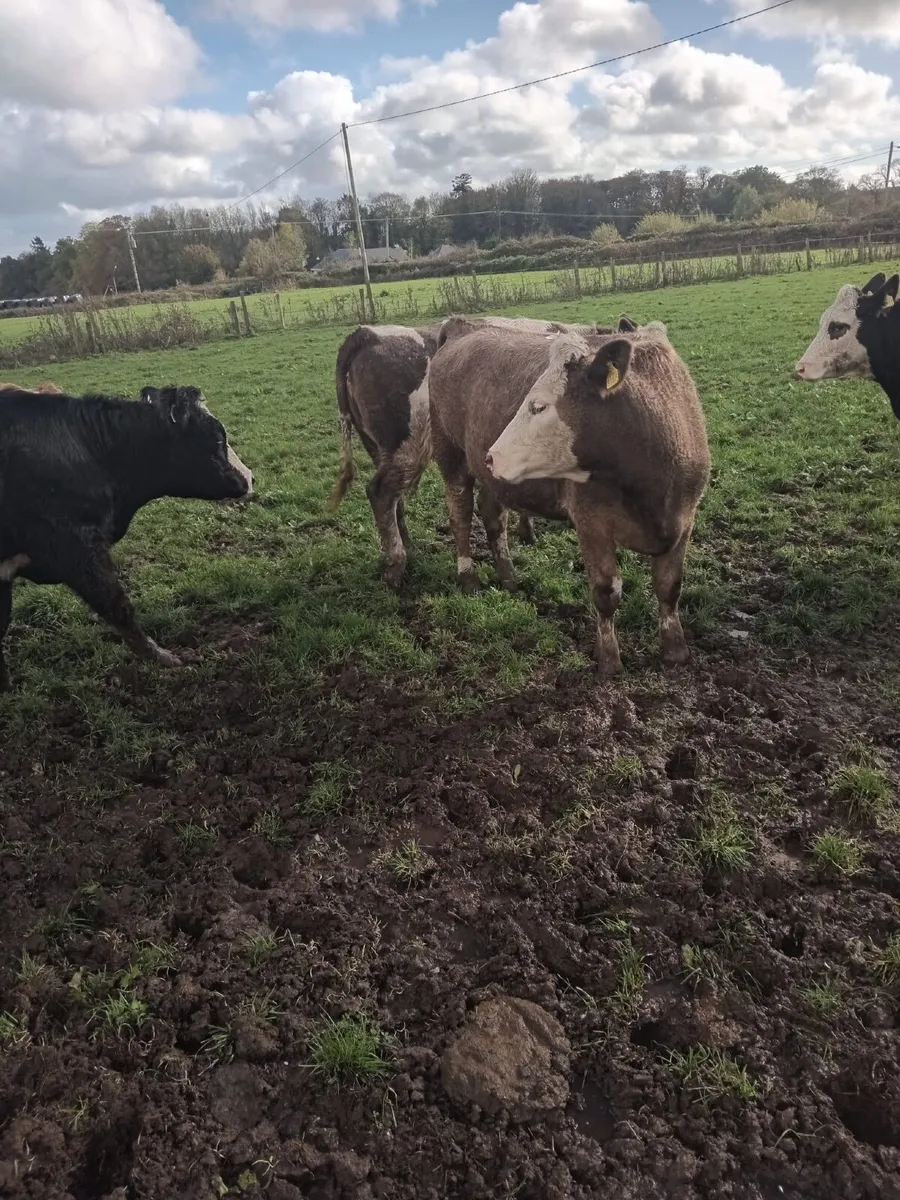 6 Simmental bulling heifers 450kgs - Image 2