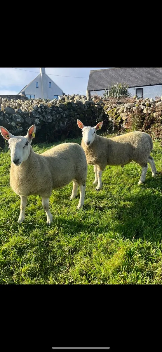 🌟North Country Cheviot Ram Lambs🌟 - Image 1