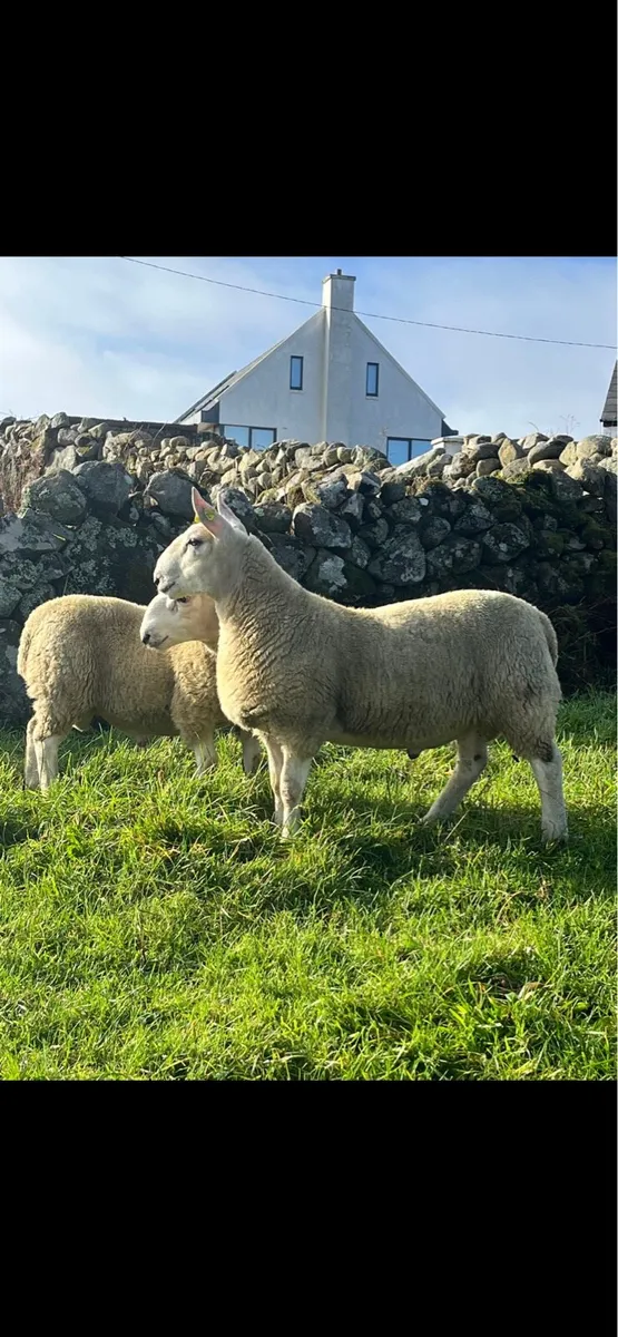 🌟North Country Cheviot Ram Lambs🌟 - Image 2