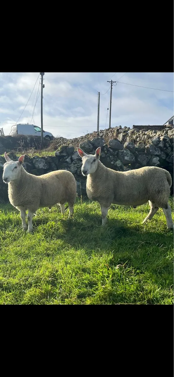 🌟North Country Cheviot Ram Lambs🌟 - Image 3