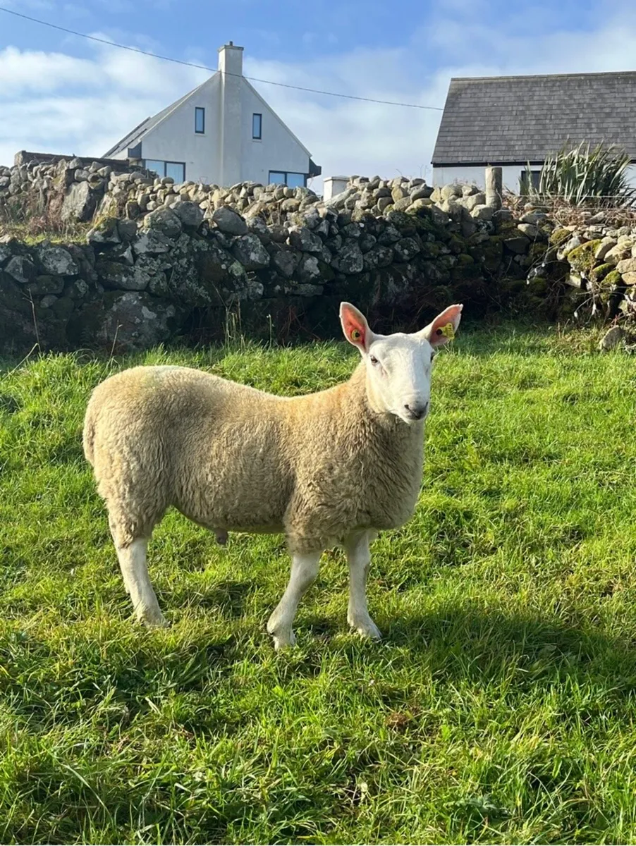 🌟North Country Cheviot Ram Lambs🌟 - Image 4