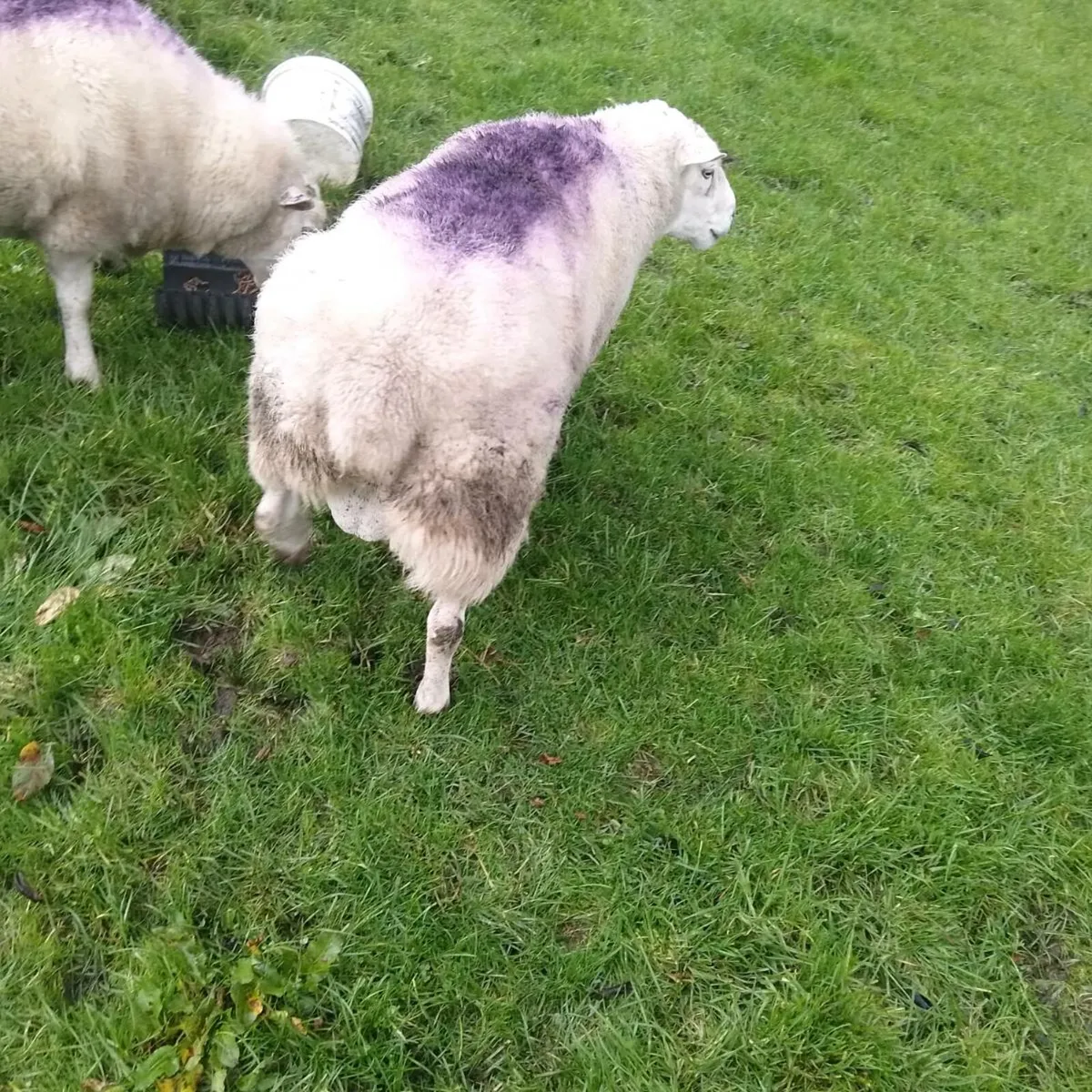 4 year old ram &poly ram hogget - Image 1