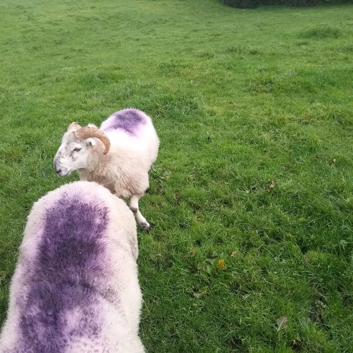 4 year old ram &poly ram hogget - Image 2