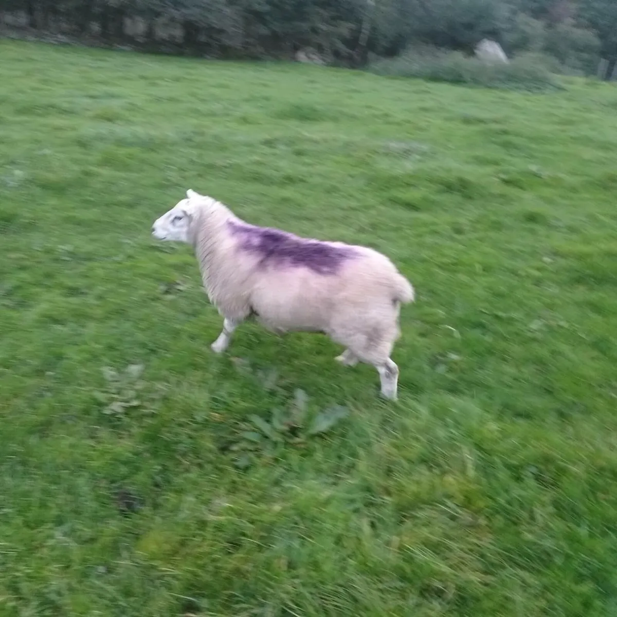 4 year old ram &poly ram hogget - Image 3