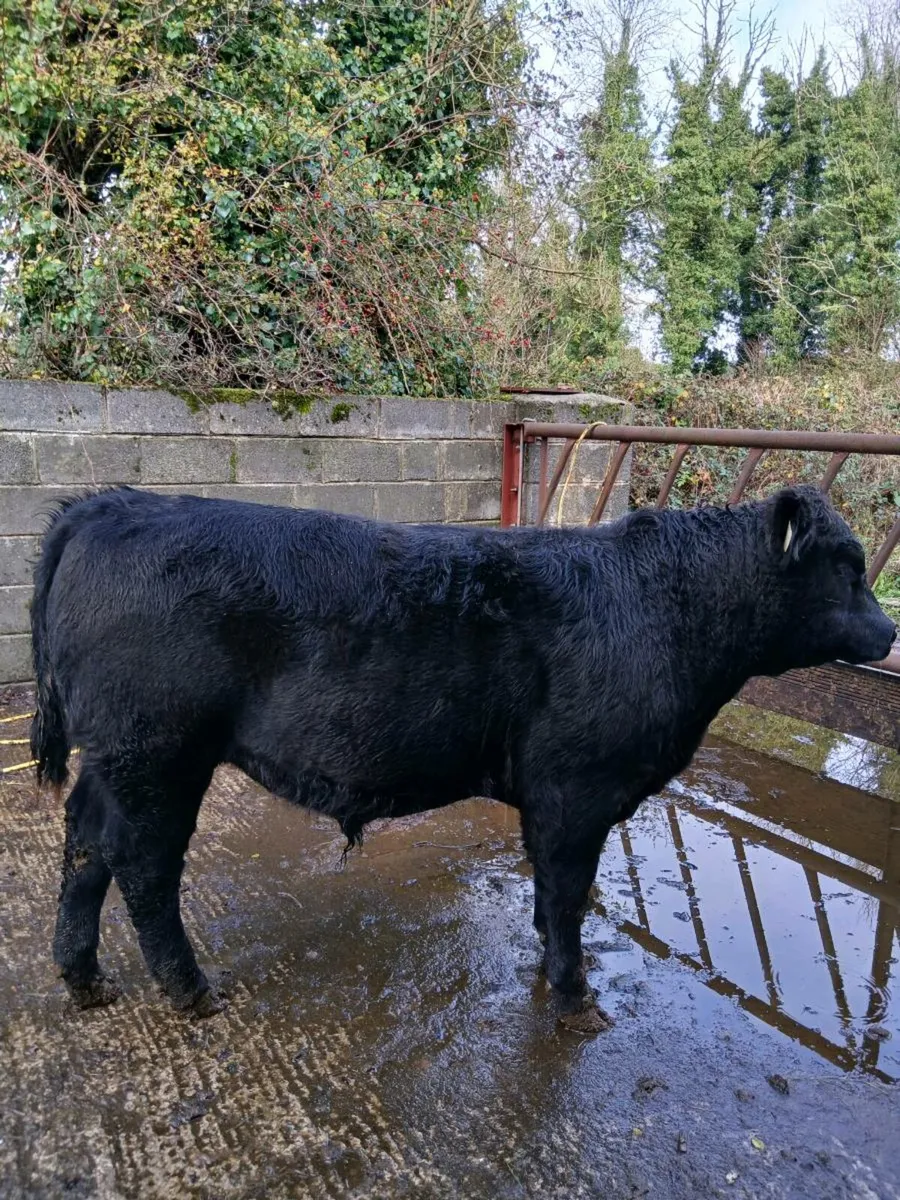 Livestock - Image 1