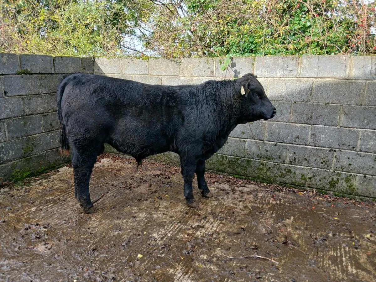 Livestock - Image 2
