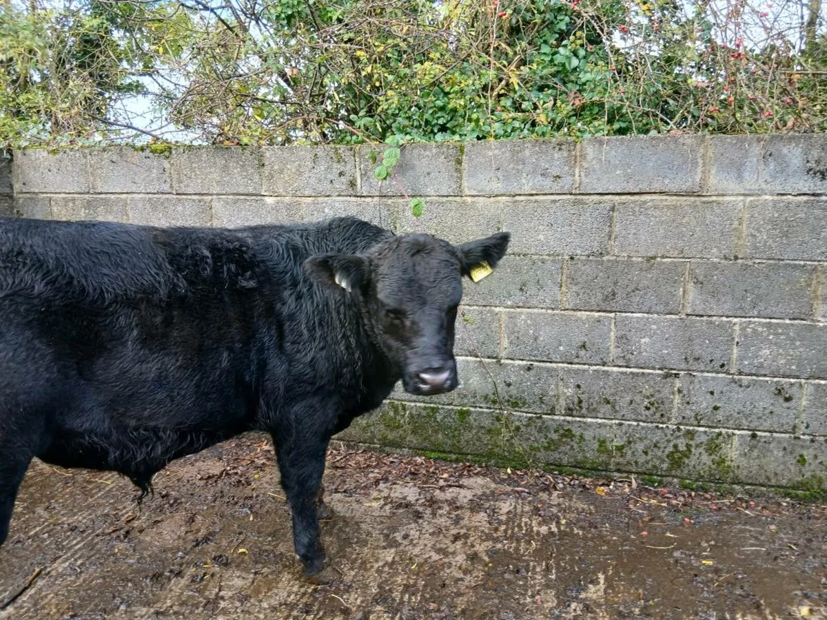 Livestock - Image 3