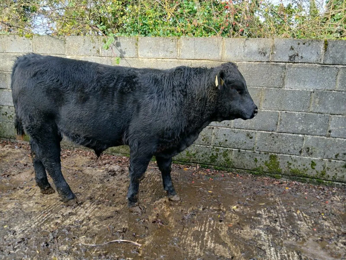 Livestock - Image 4