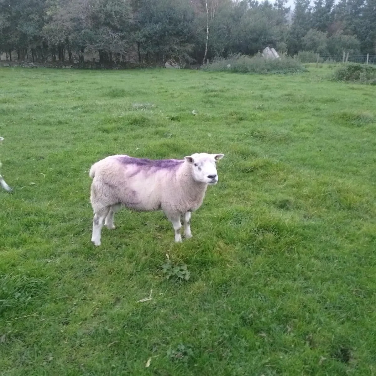 4 year old ram &poly ram hogget - Image 4