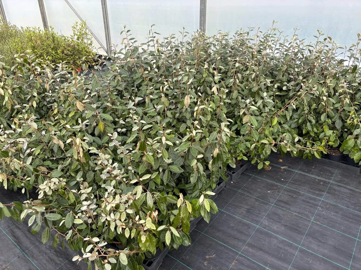 Elaeagnus ebbengi hedging - Image 2