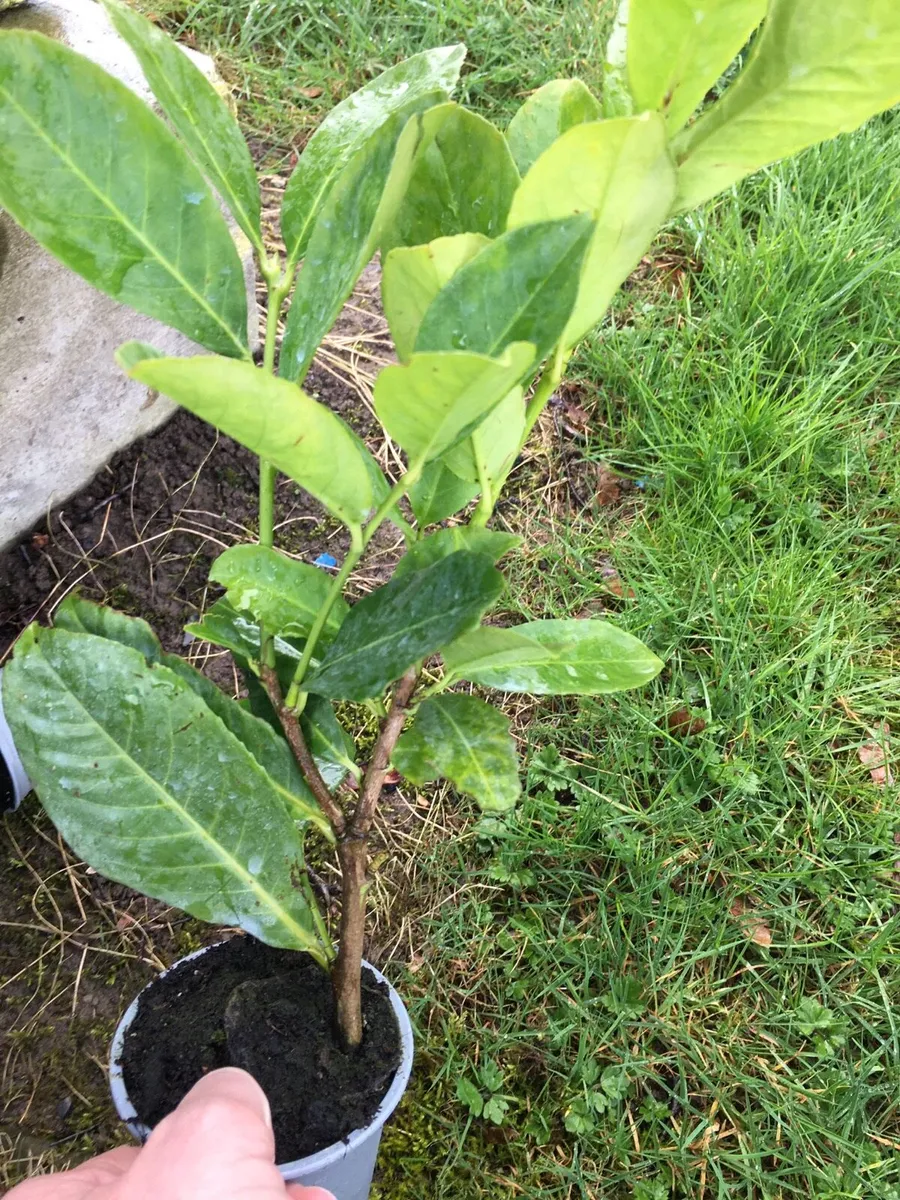 Laurel hedging - Image 2