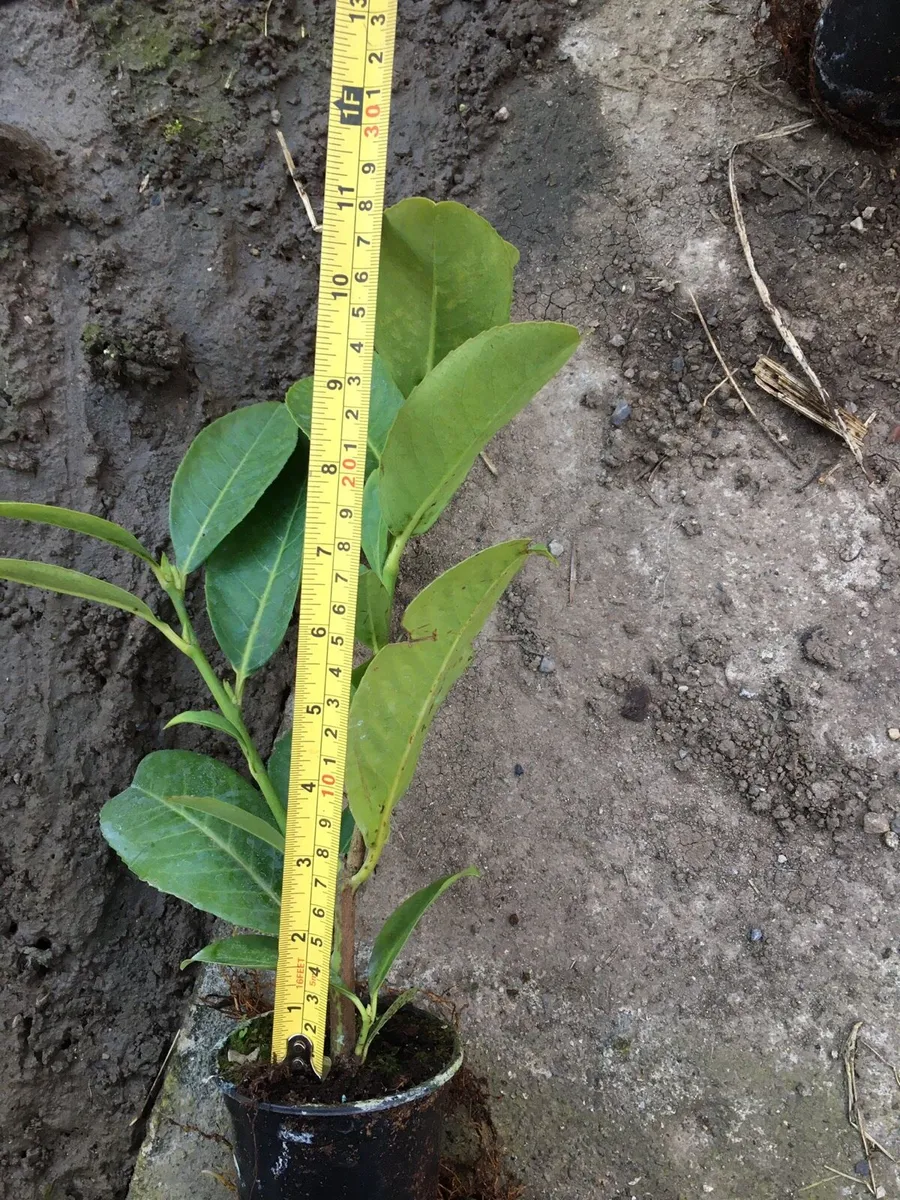 Laurel hedging - Image 3
