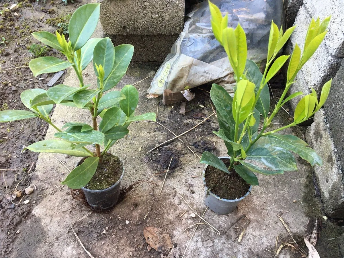Laurel hedging - Image 1