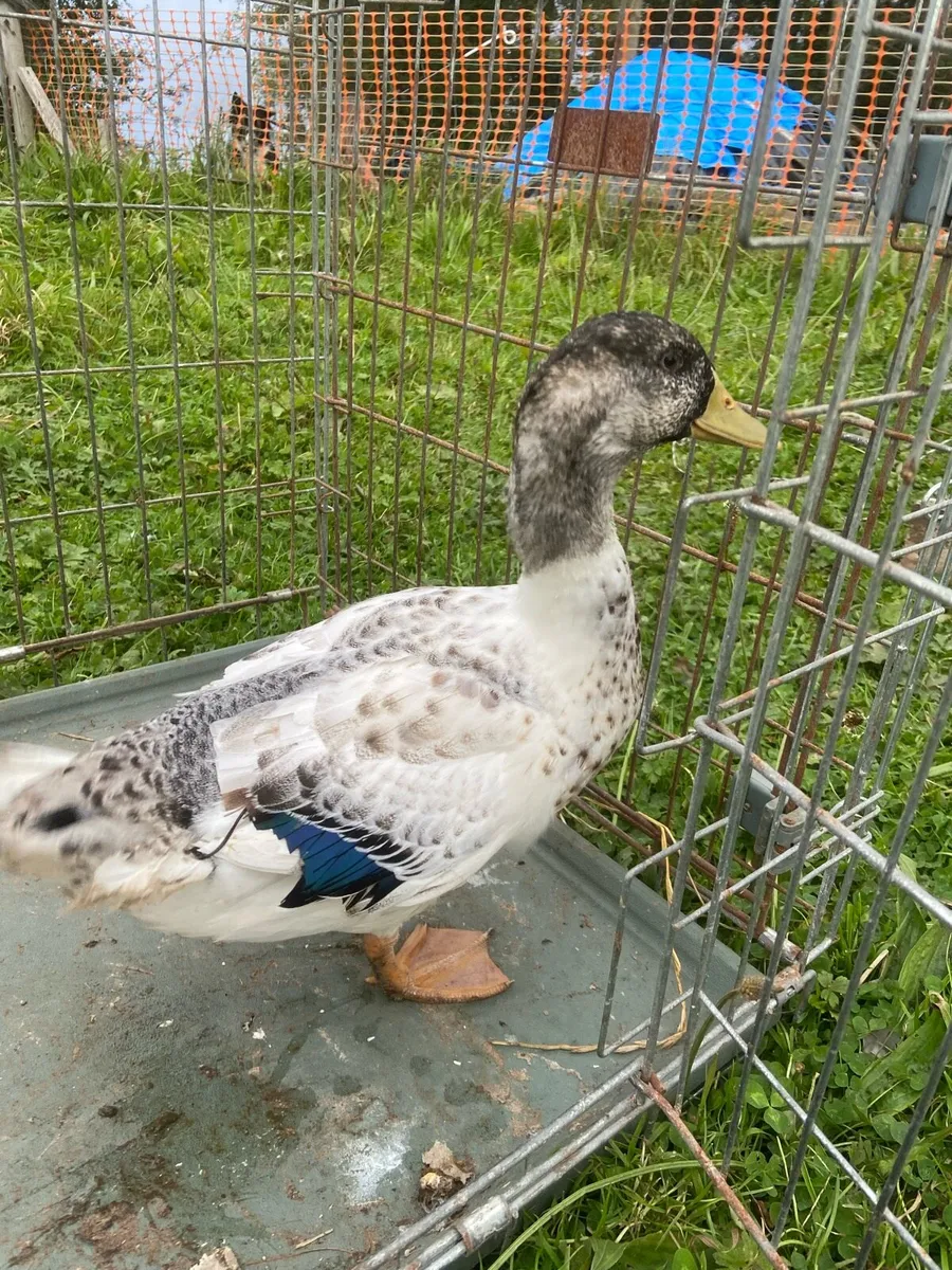 Ducks - Image 1
