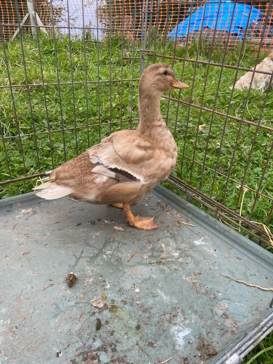 Ducks - Image 2