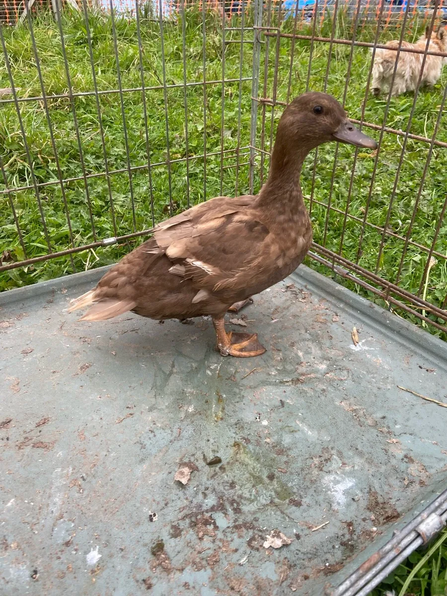 Ducks - Image 3