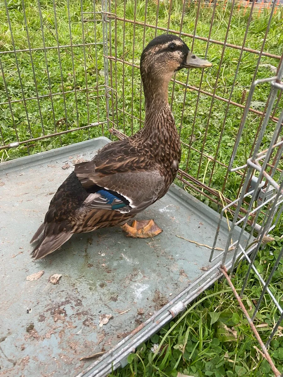 Ducks - Image 4