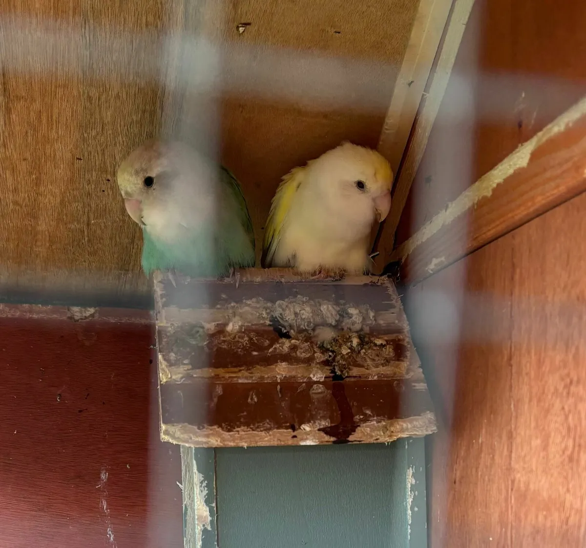 Birds - Image 1