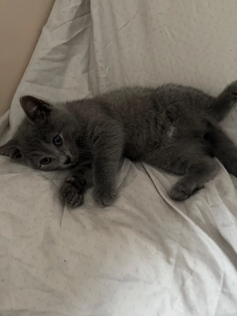 Kitten - Image 2