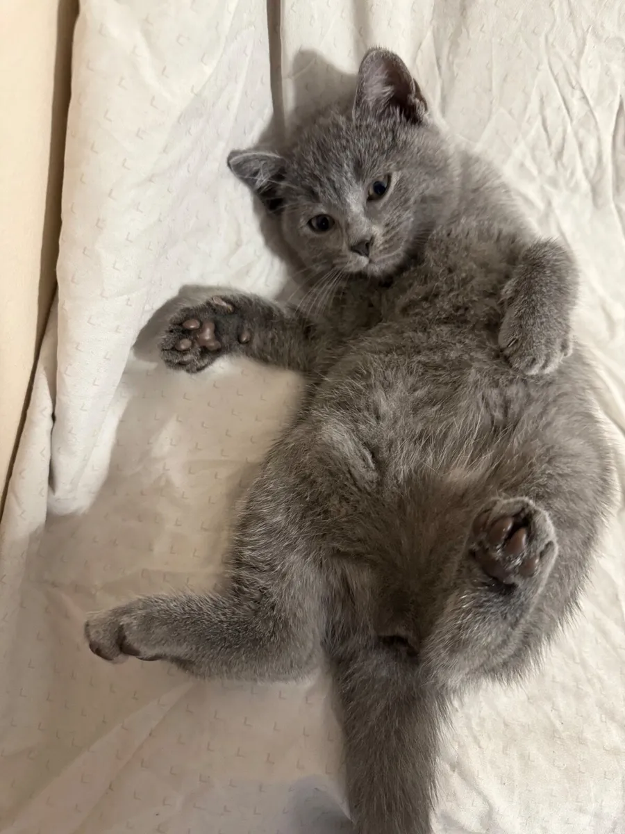 Kitten - Image 3