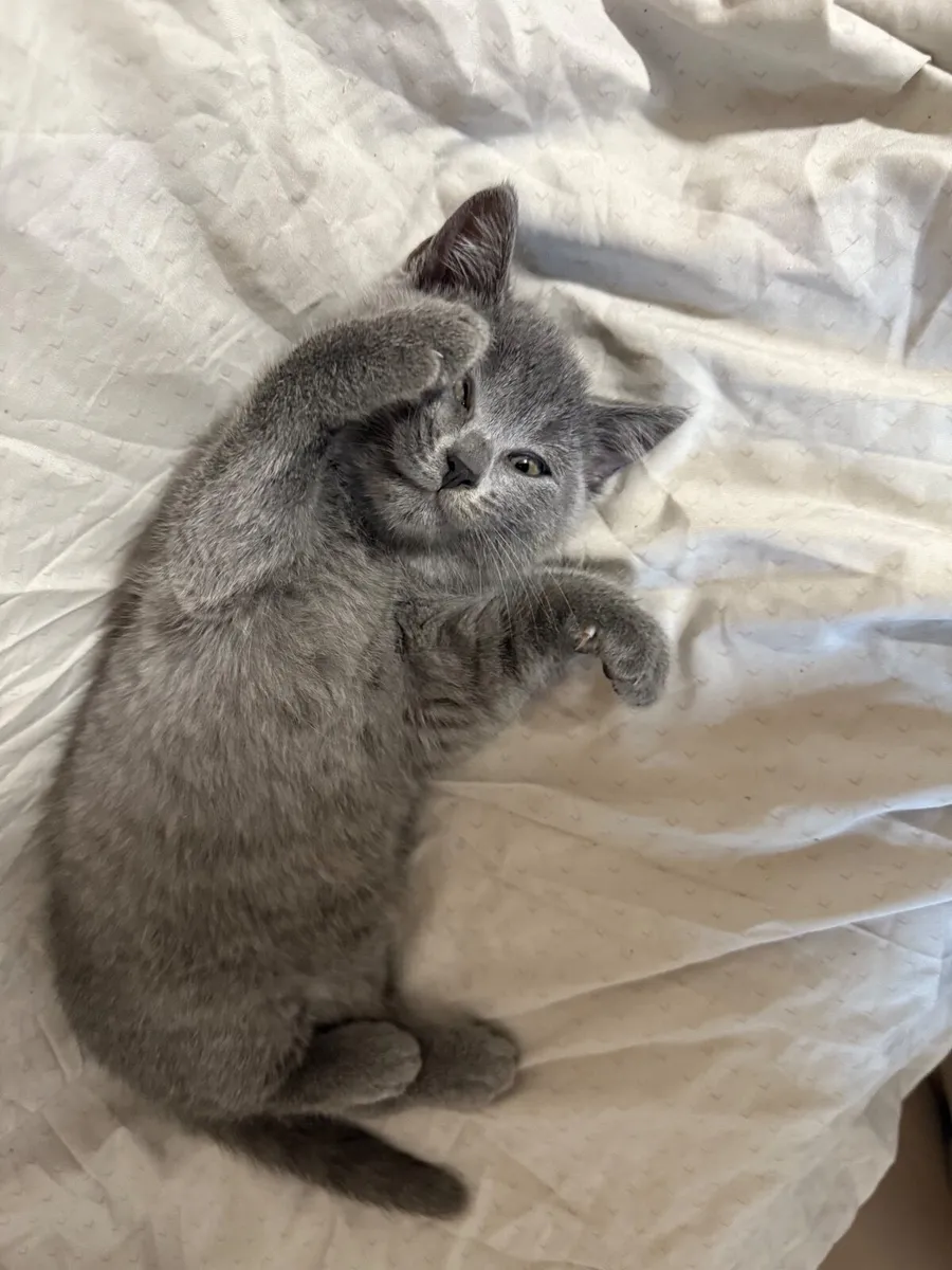Kitten - Image 4