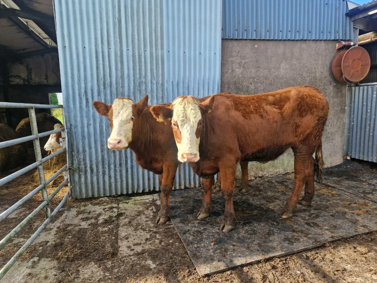 2 Saler Breeding Heifers 5 star Genotype - Image 1
