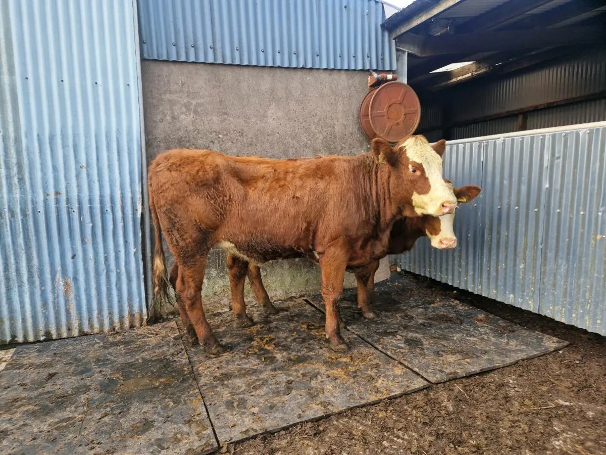 2 Saler Breeding Heifers 5 star Genotype - Image 2