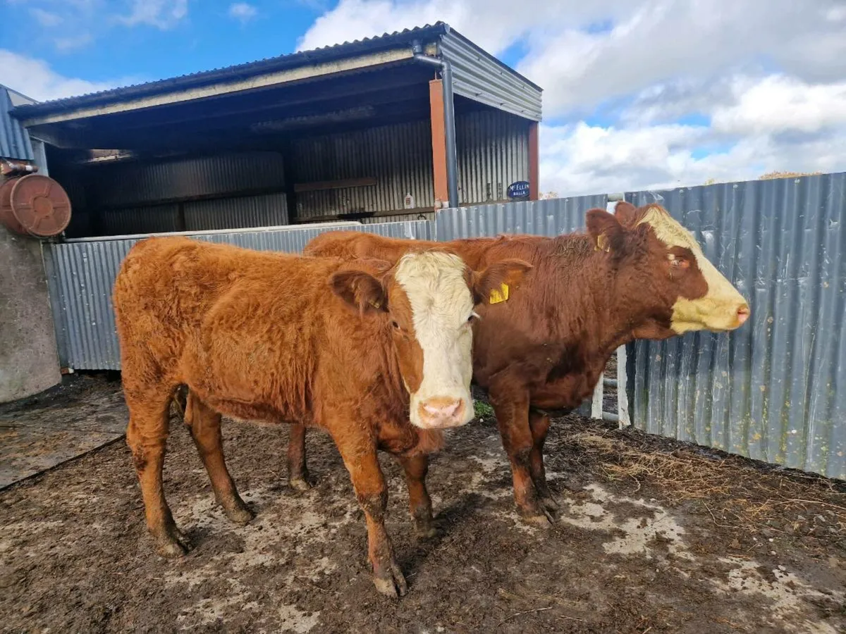 2 Saler Breeding Heifers 5 star Genotype - Image 3