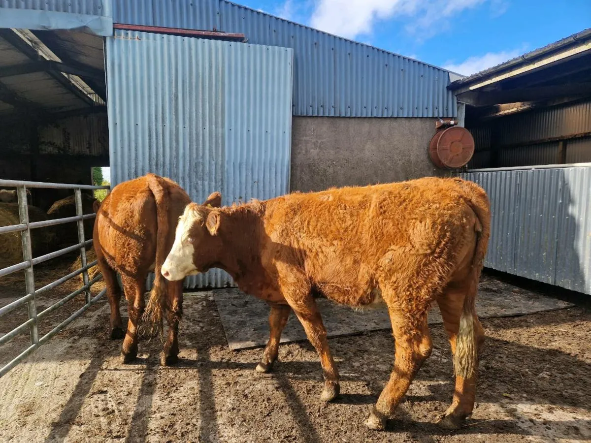 2 Saler Breeding Heifers 5 star Genotype - Image 4